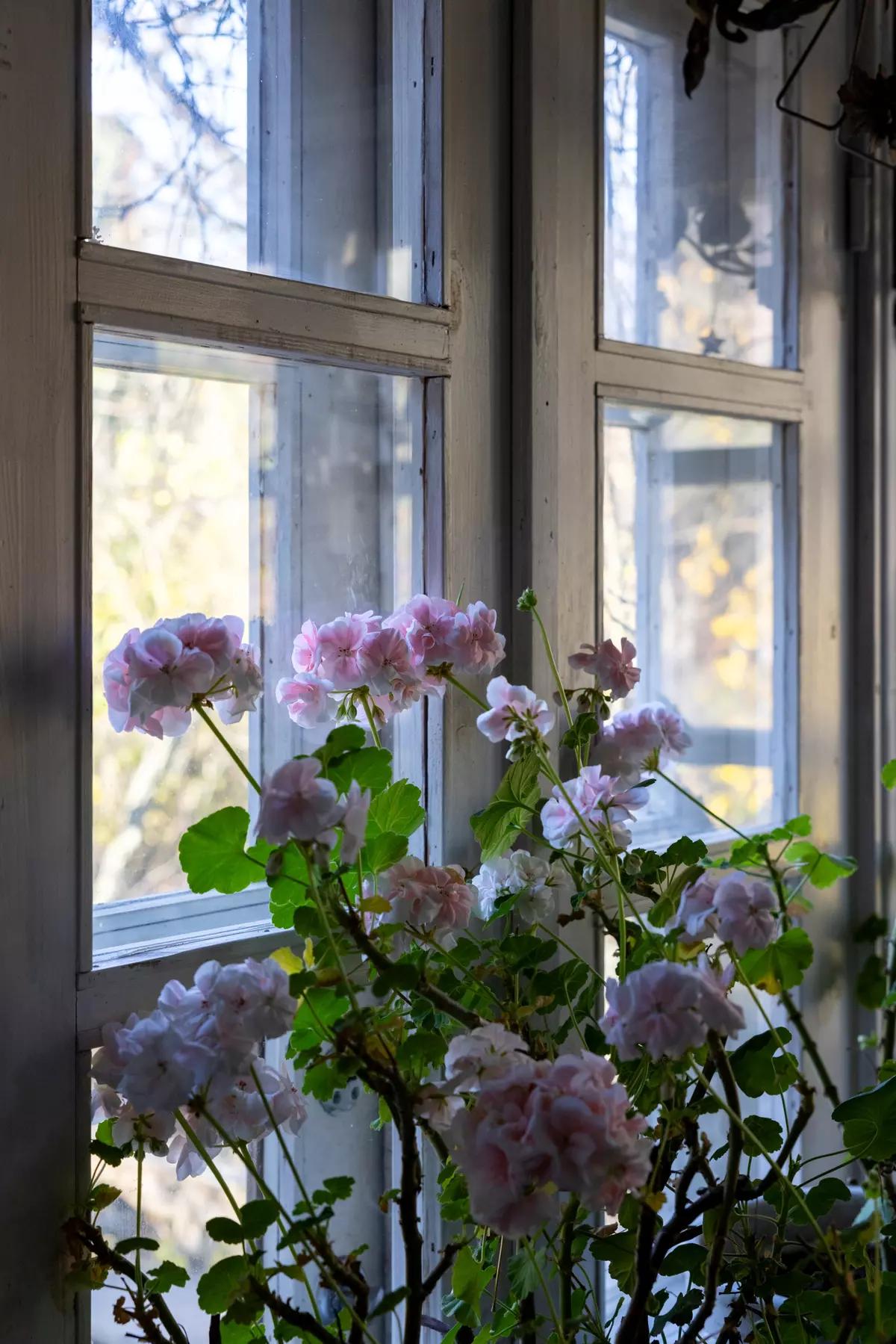 Potted geranium on a sunny windowsill