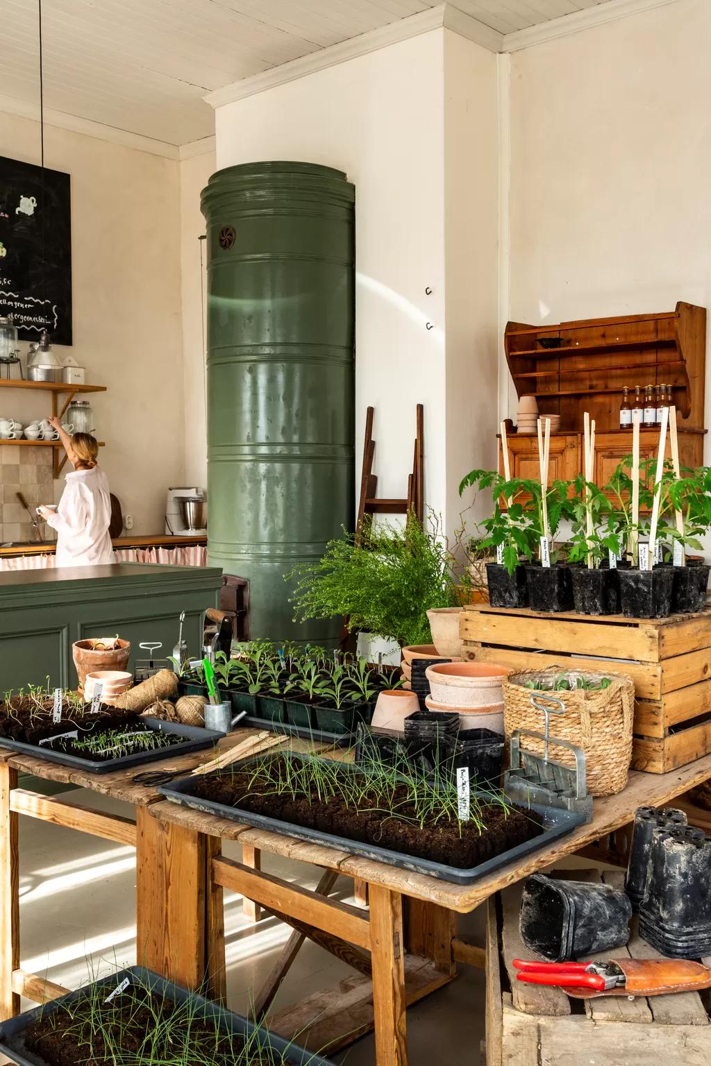 Seedlings growing on a wooden table in the Finnish home